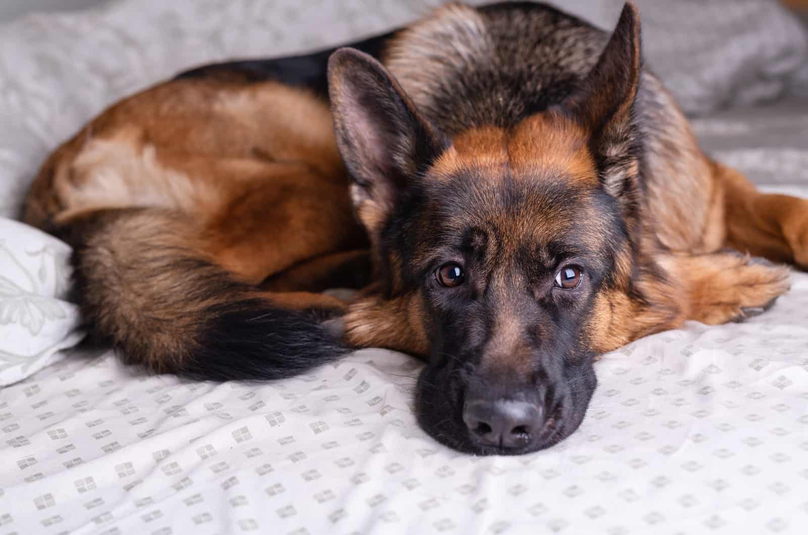 german shepherd lying down