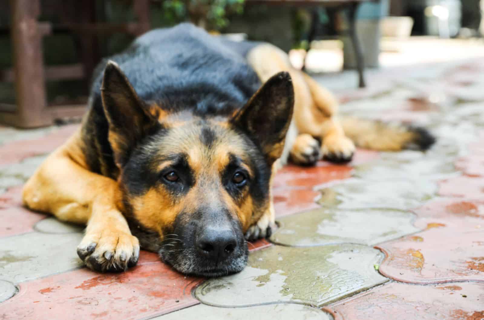 german shepherd lying down in the yard