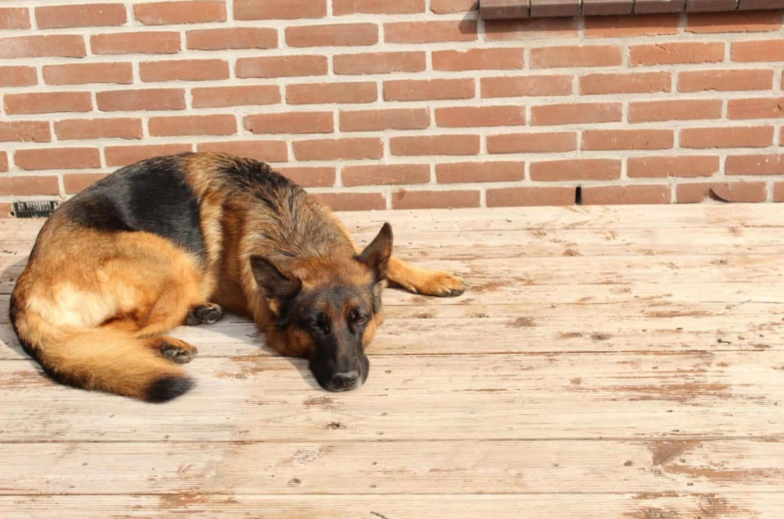 german shepherd lying down on the wooden floor