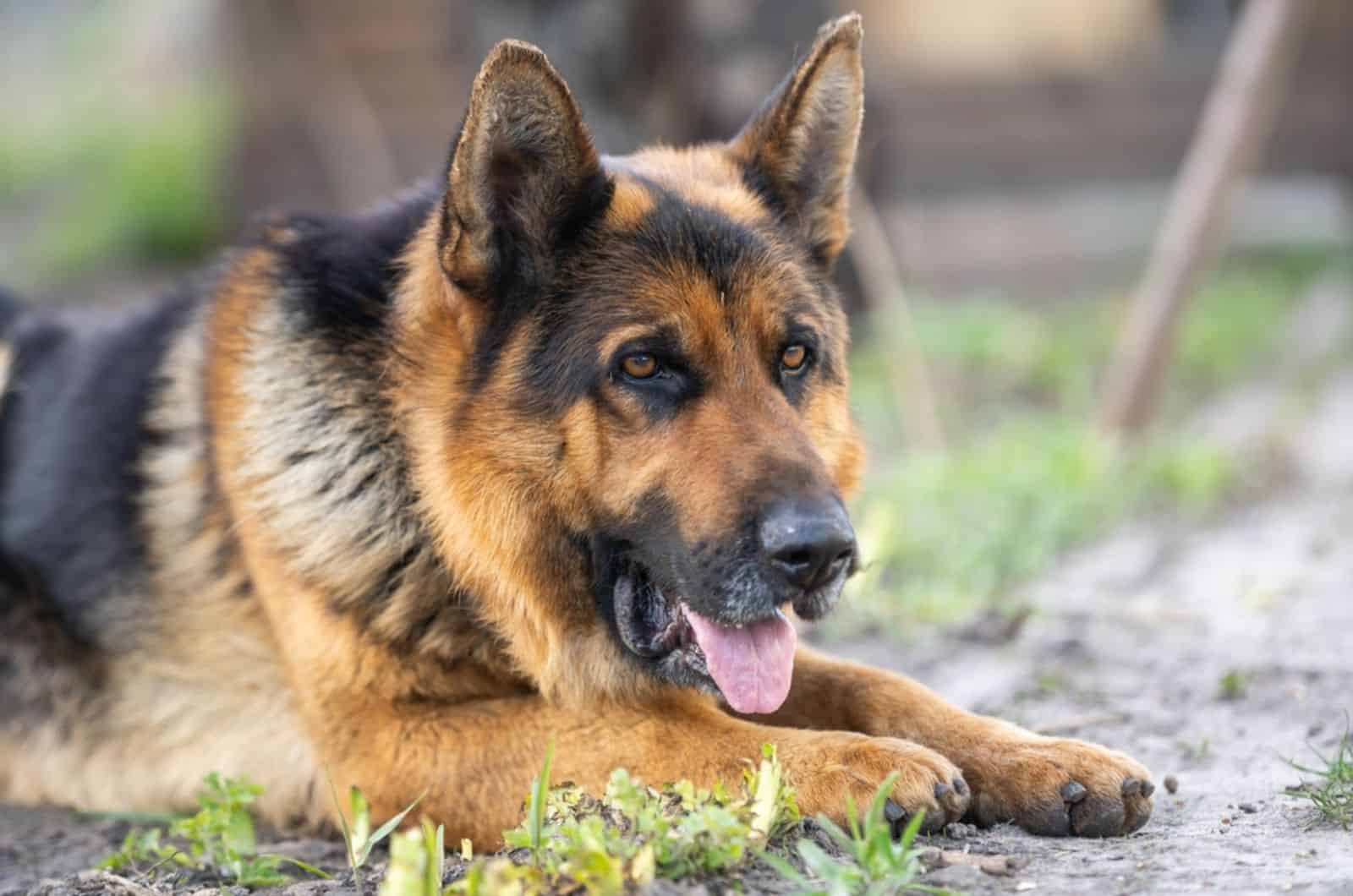 german shepherd lying down on the ground