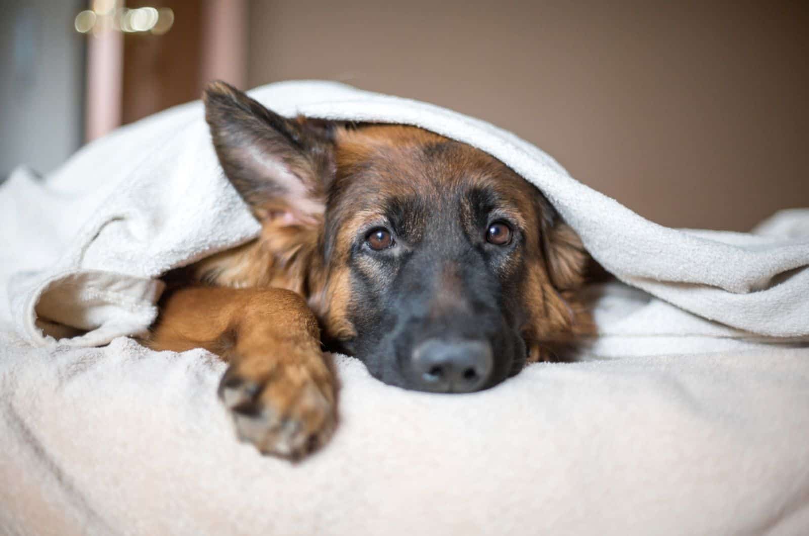 german shepherd lying in the bed under blanket