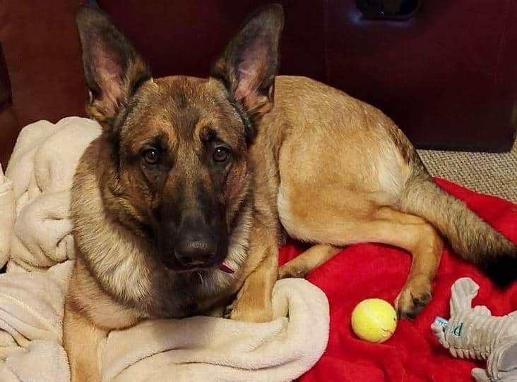 german shepherd lying on blankets