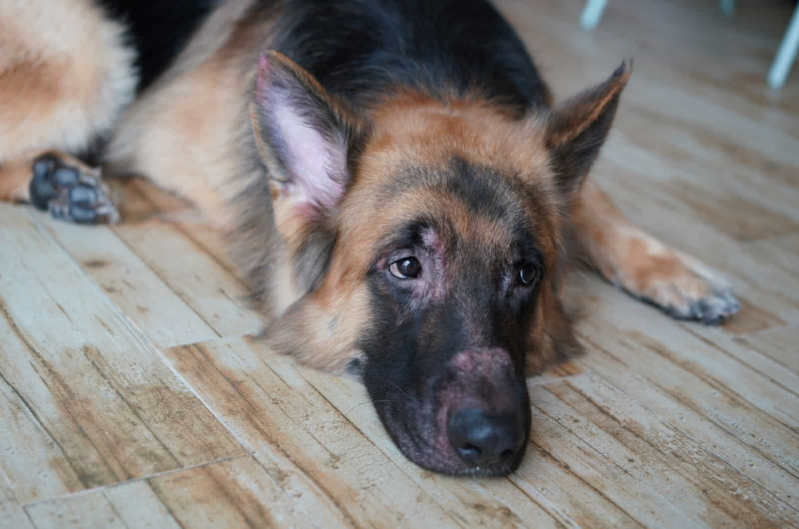 german shepherd lying on the floor indoors