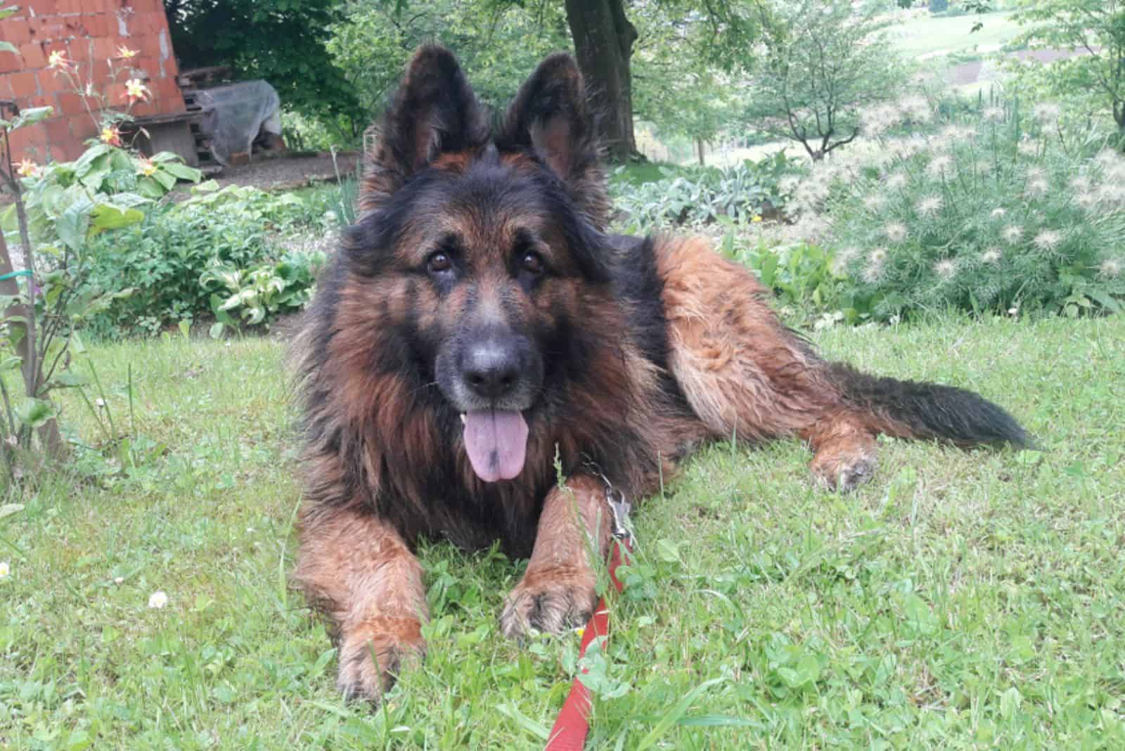 german shepherd lying on the grass