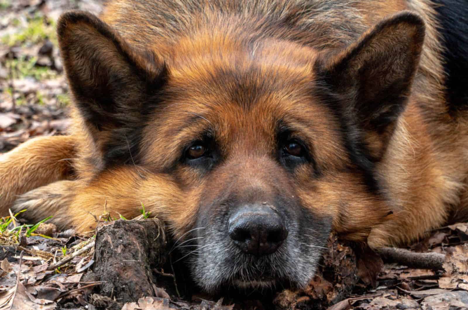 german shepherd lying on the ground and falling asleep