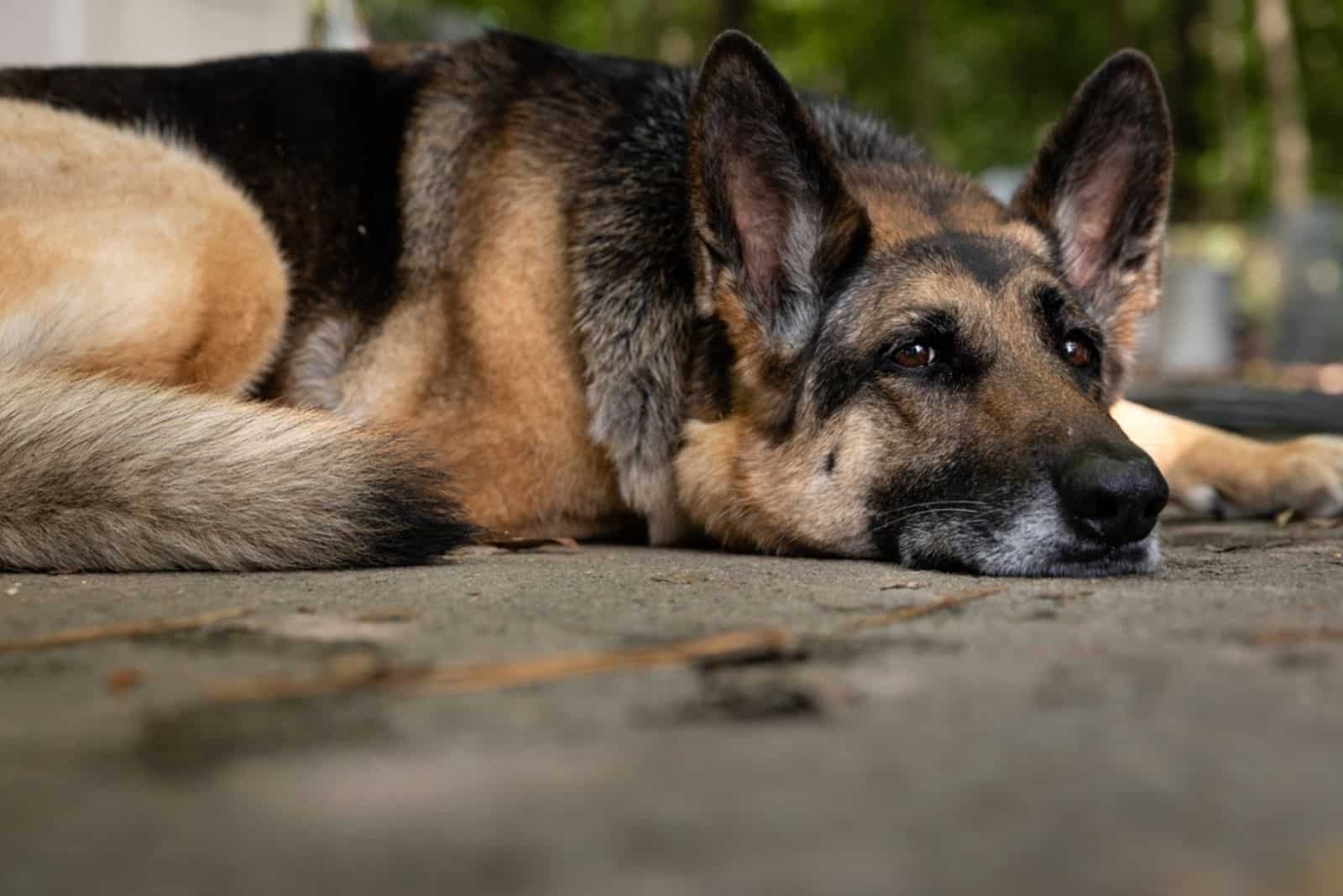 German shepherd lying on the pavement