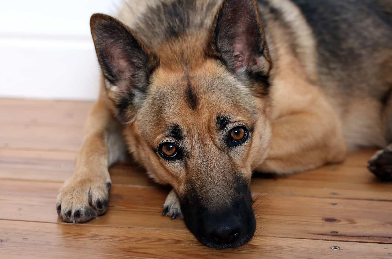 german shepherd lying on wooden floor