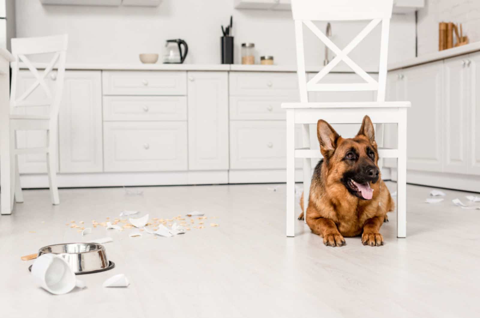 german shepherd lying under white chair on floor in messy kitchen