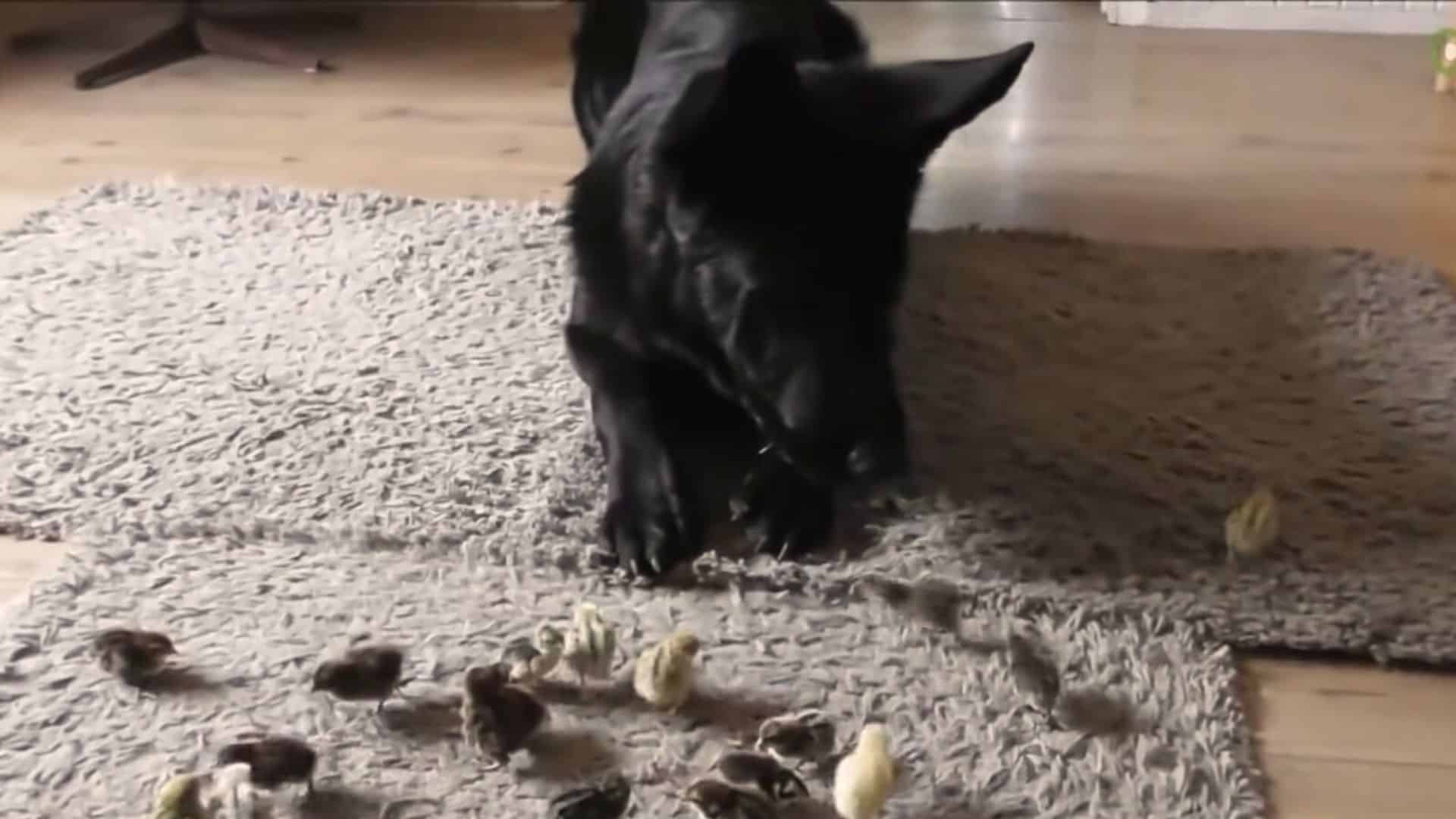 German Shepherd Meets Baby Quails And It’s The Sweetest Thing Ever