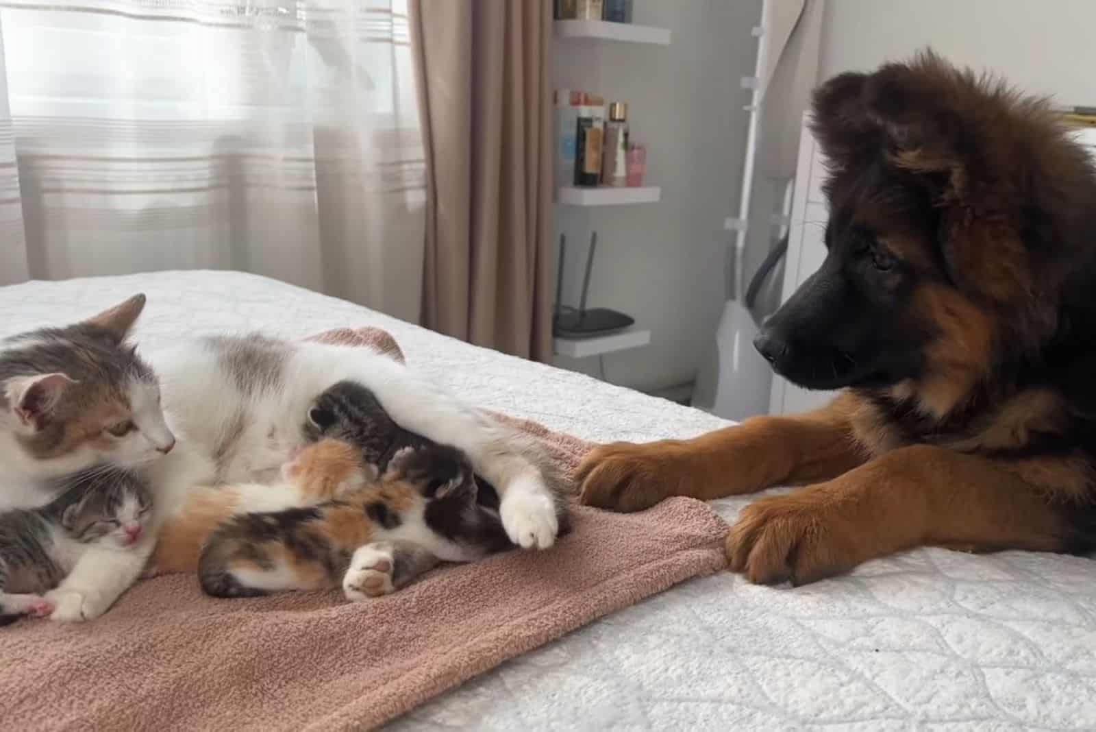 This German Shepherd Seeing Kittens For The First Time Will Melt Your Heart