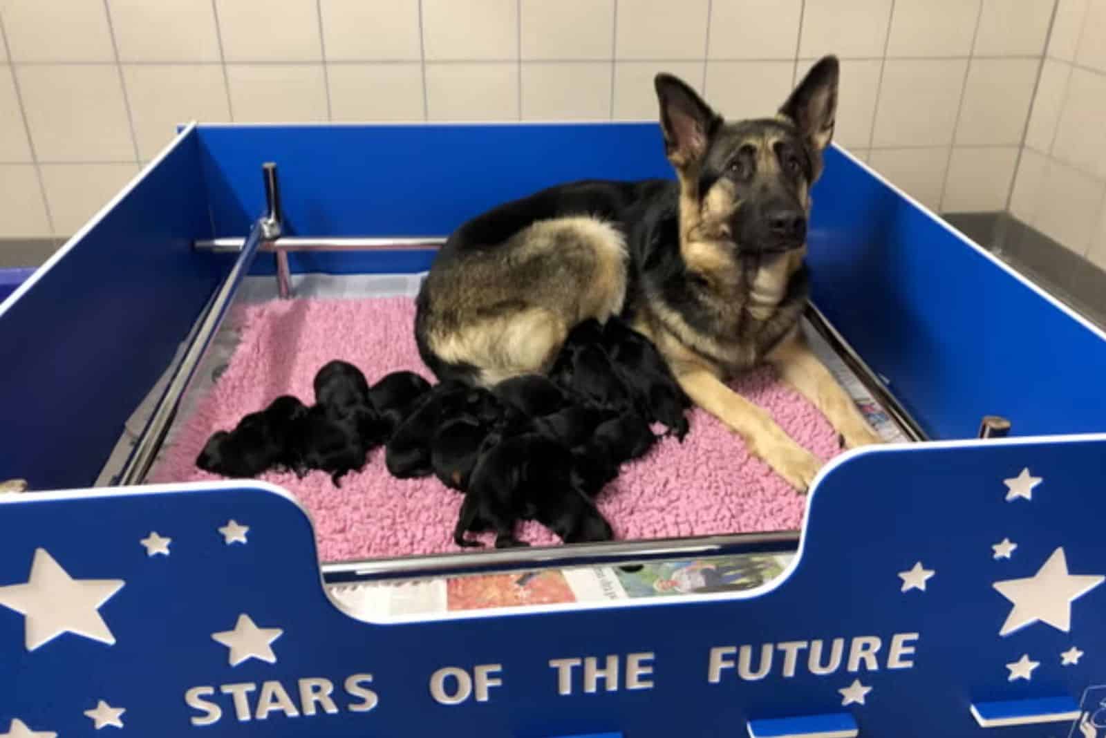 german shepherd mom and her puppies lying in their bed