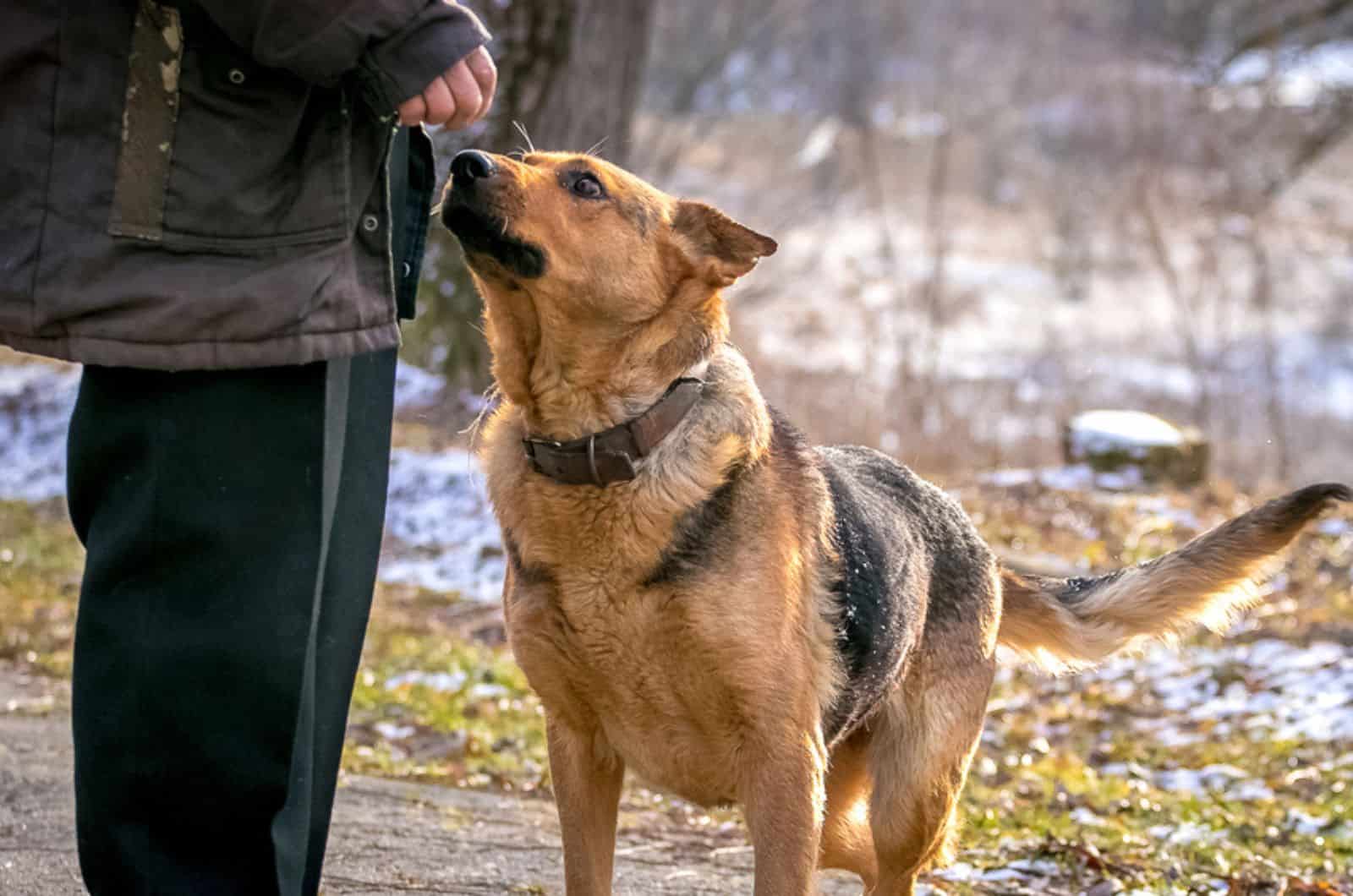 german shepherd near his master in nature