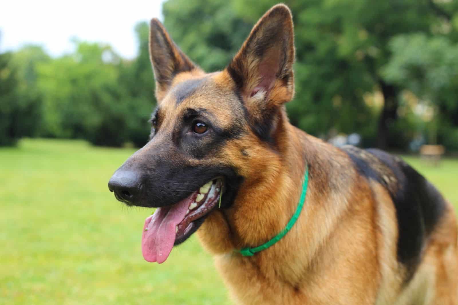 German Shepherd on the grass