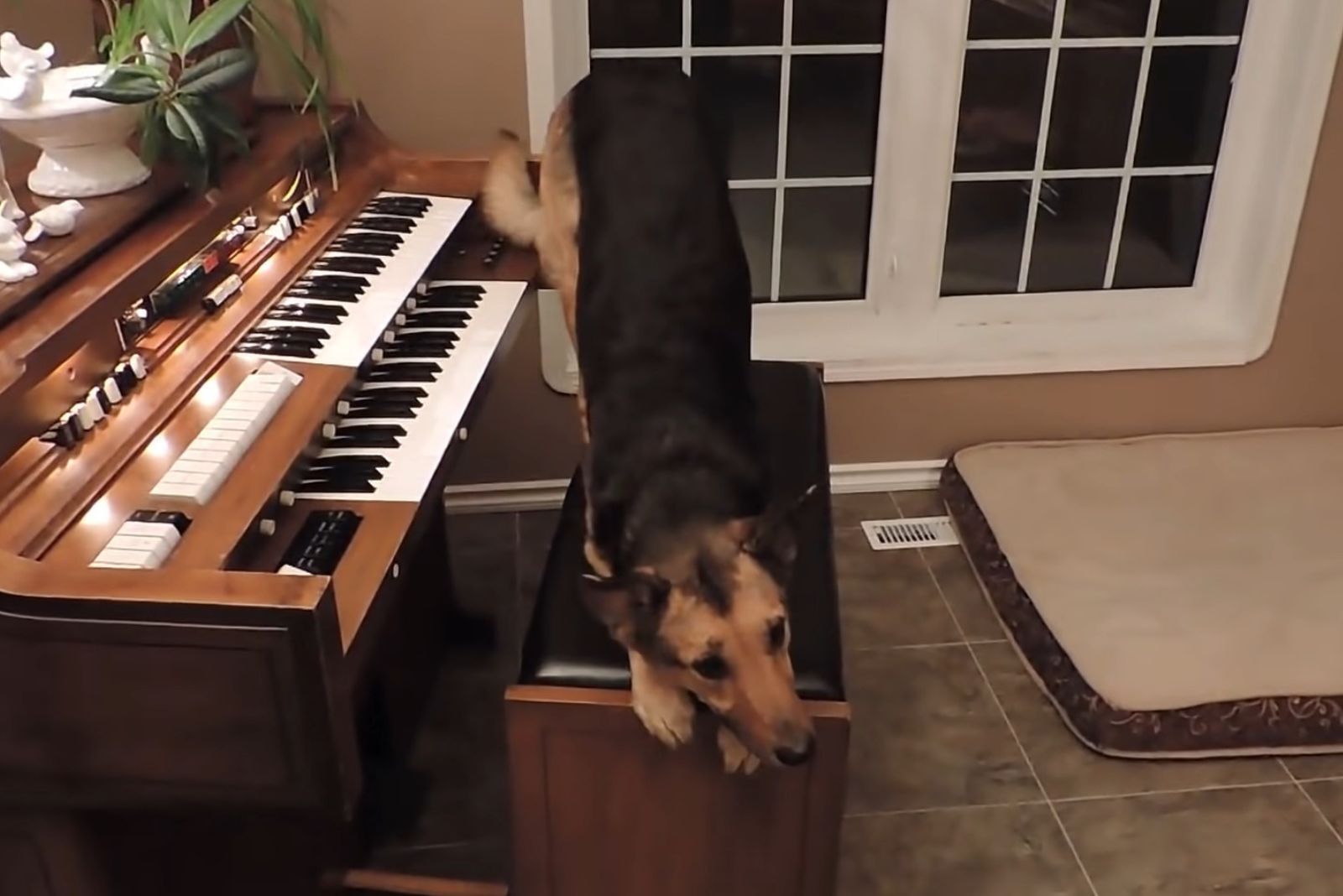 german shepherd on the piano