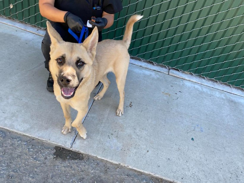 german shepherd on the side walk