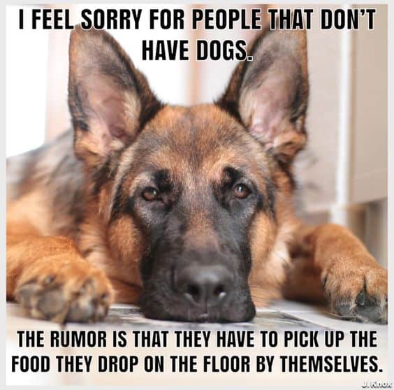 german shepherd people that don''t have dogs