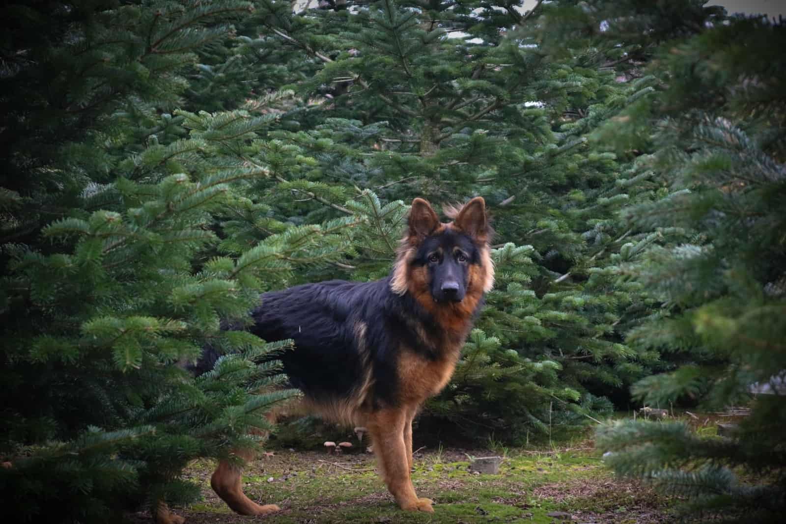 german shepherd photographed among trees