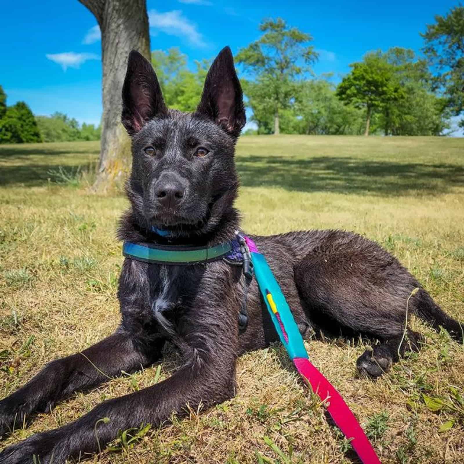 german shepherd pitbull dog lying on the grass in the park