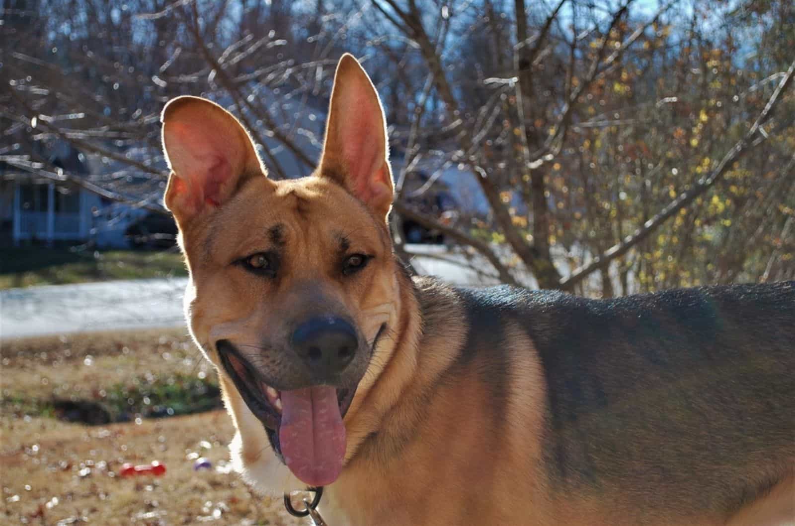 German Shepherd Pitbull Mix: Is This The Smartest Guard Dog?