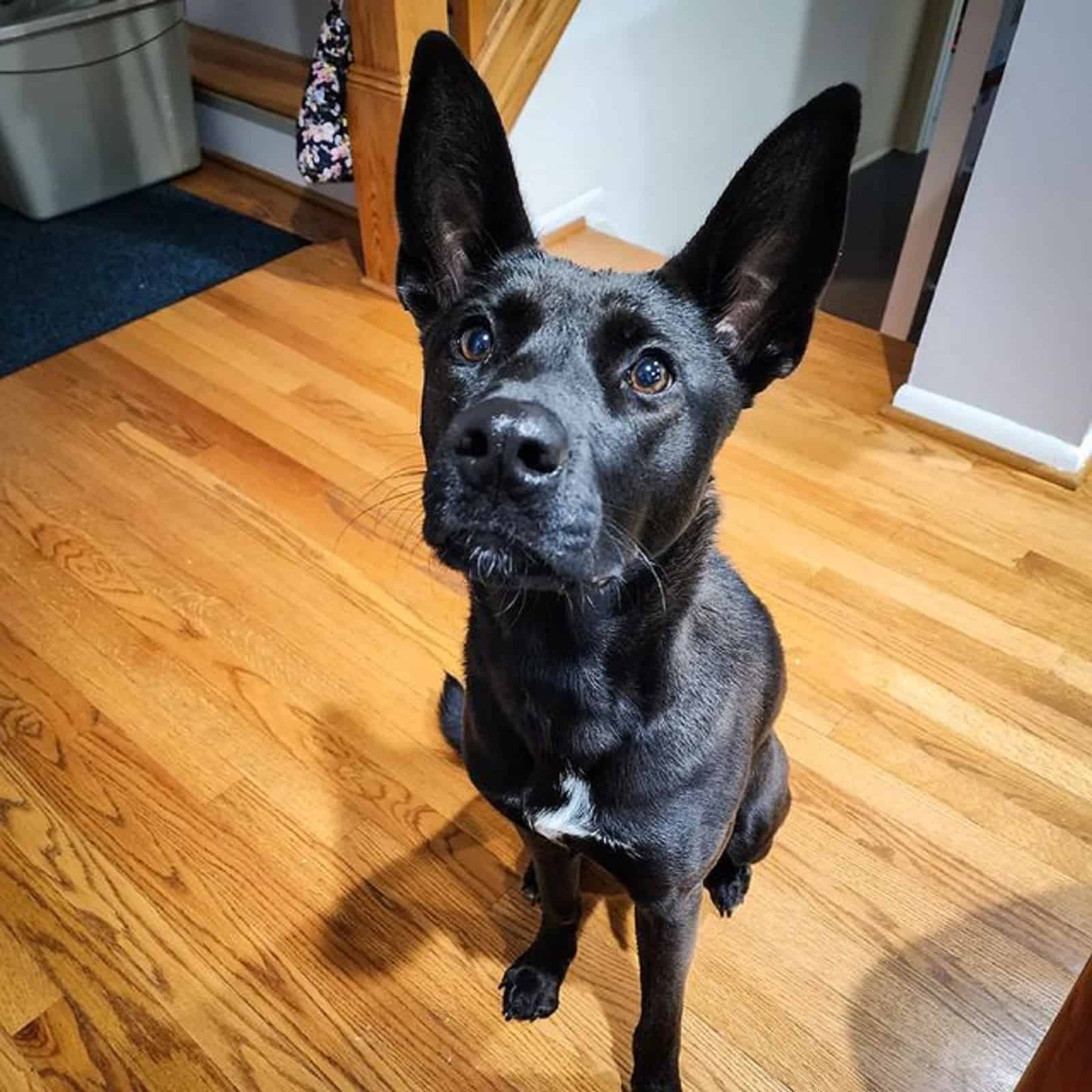 german shepherd pitbull sitting on the floor