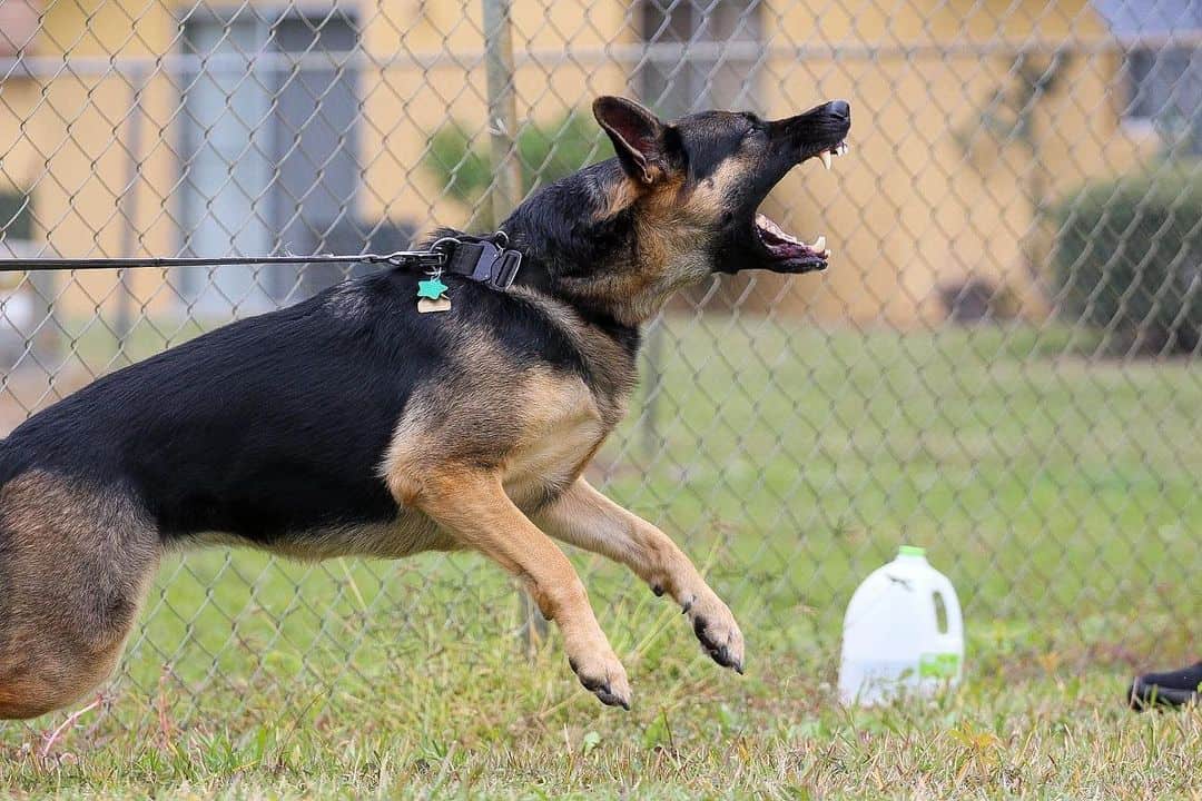 German Shepherd playing outside on grass