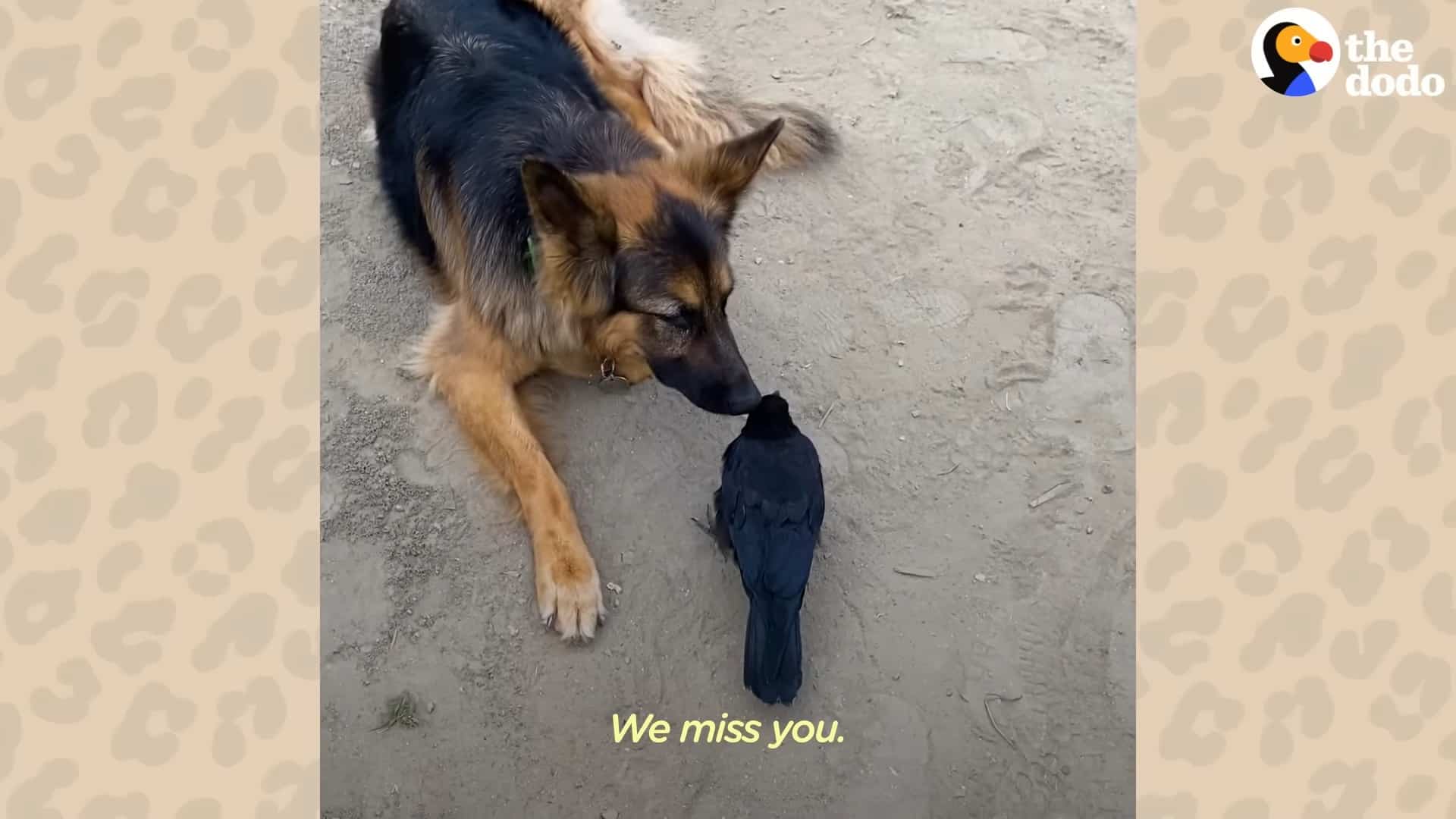 german shepherd playing wih crow