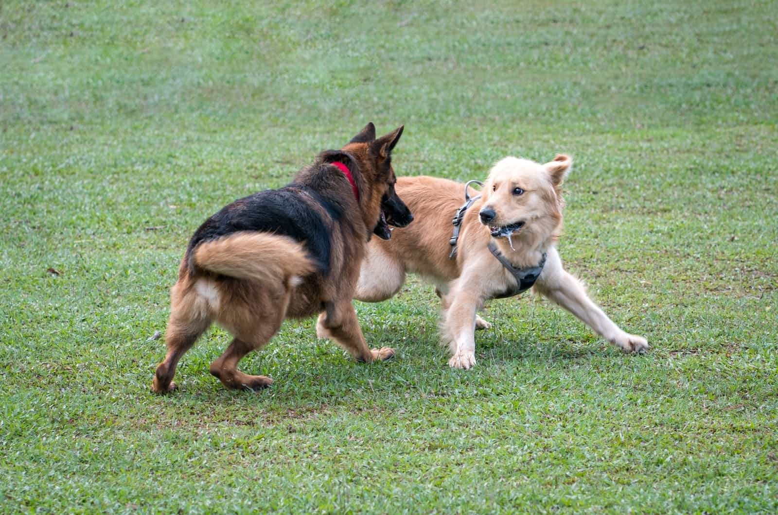 German Shepherd playing with dog