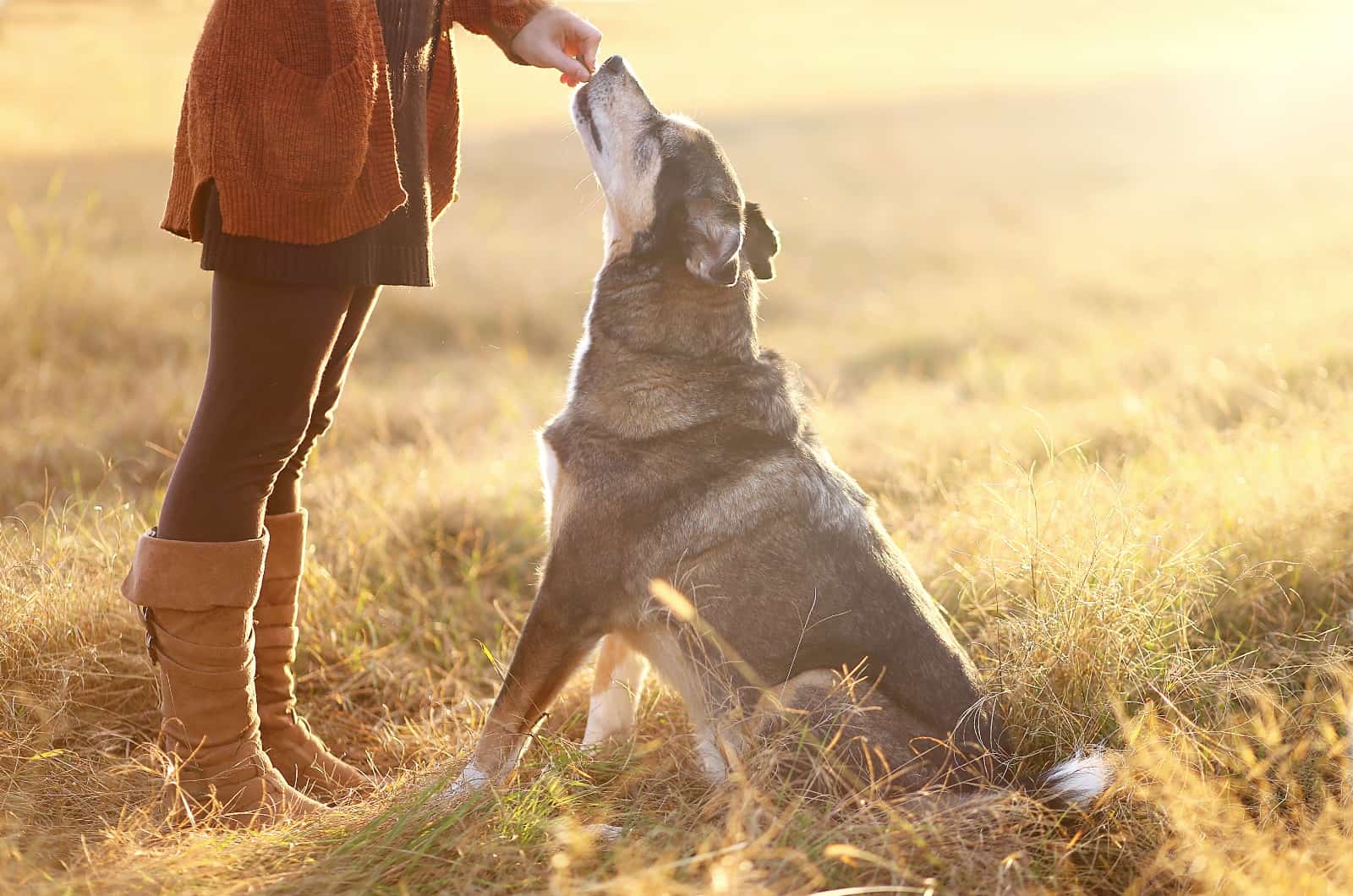 German Shepherd playing with his owner