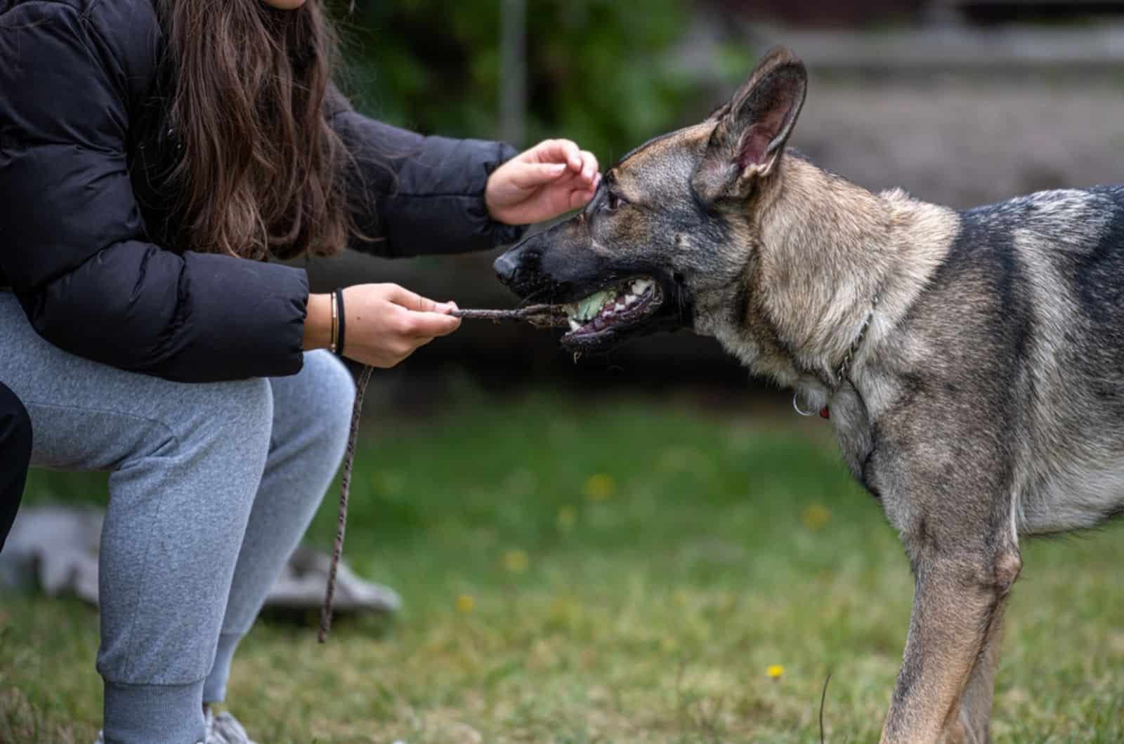 german shepherd plays tug with his owner