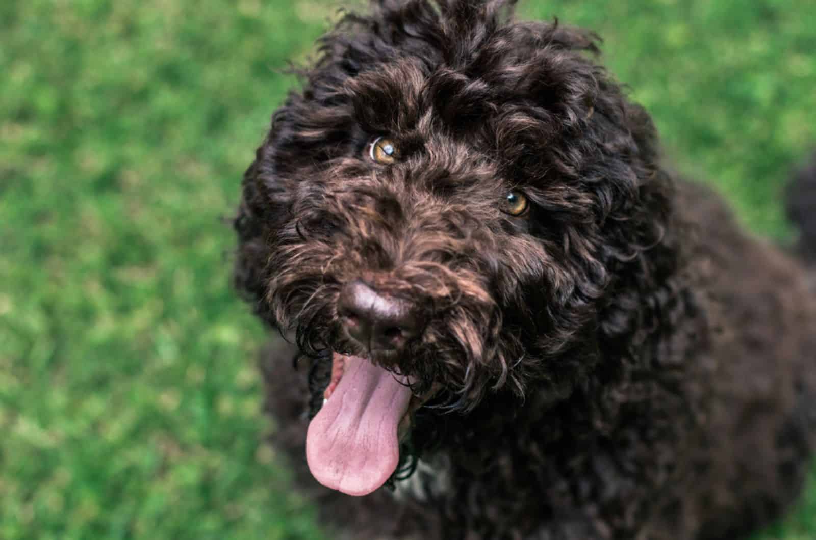 German Shepherd Poodle Mix — Is Shepadoodle The Best Doodle?