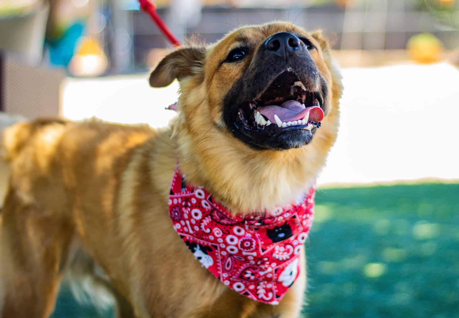 german shepherd pug mix with a collar