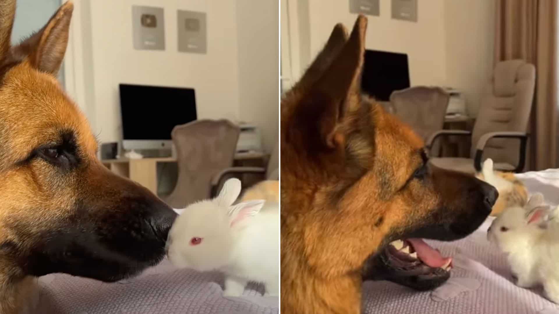 German Shepherd Pup Meets Tiny Bunnies For The First Time