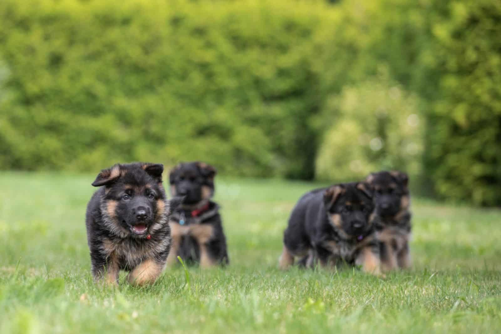 German Shepherd puppies running across the field