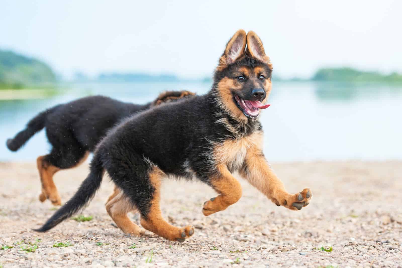 German Shepherd puppies running on the beach