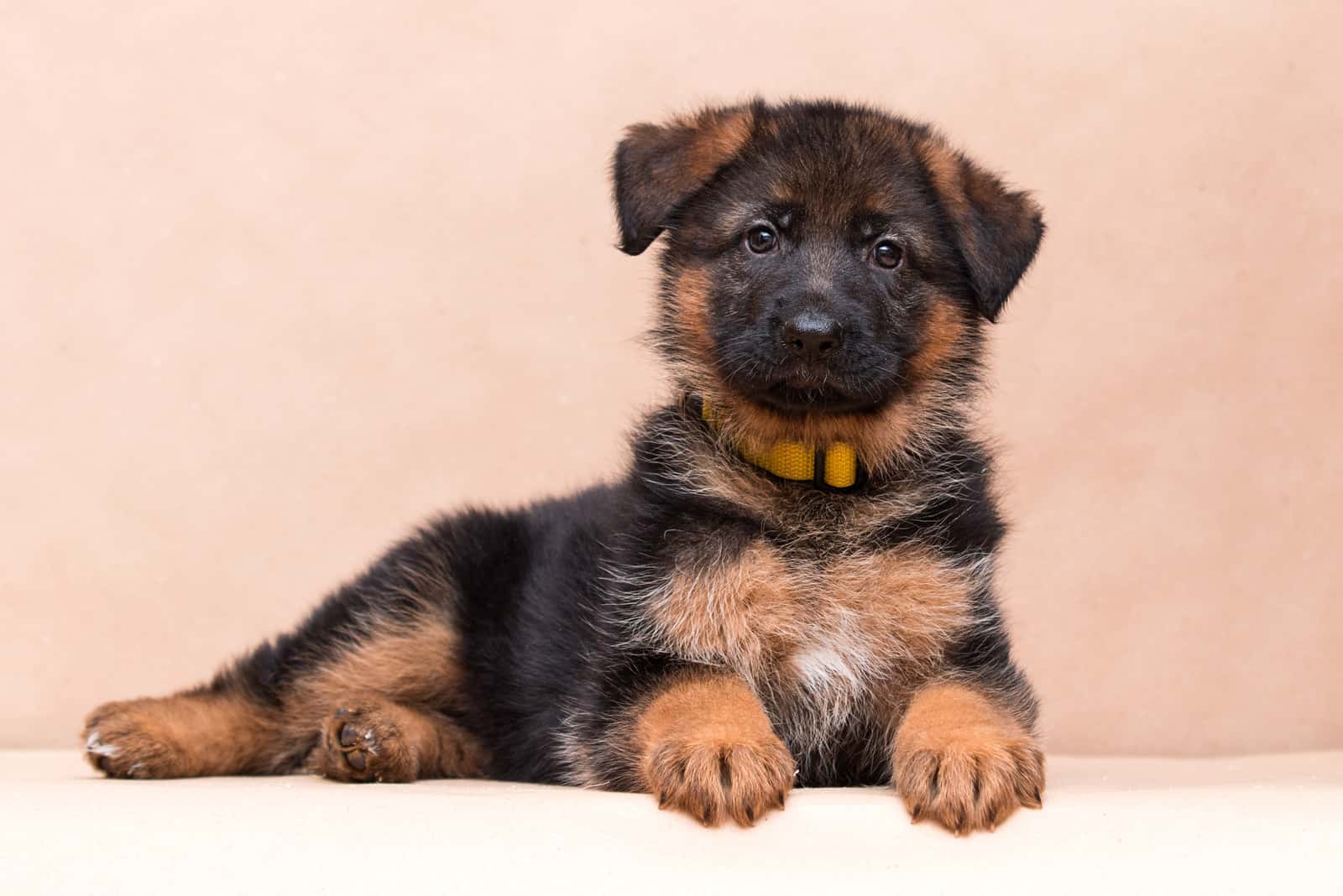 german shepherd puppy