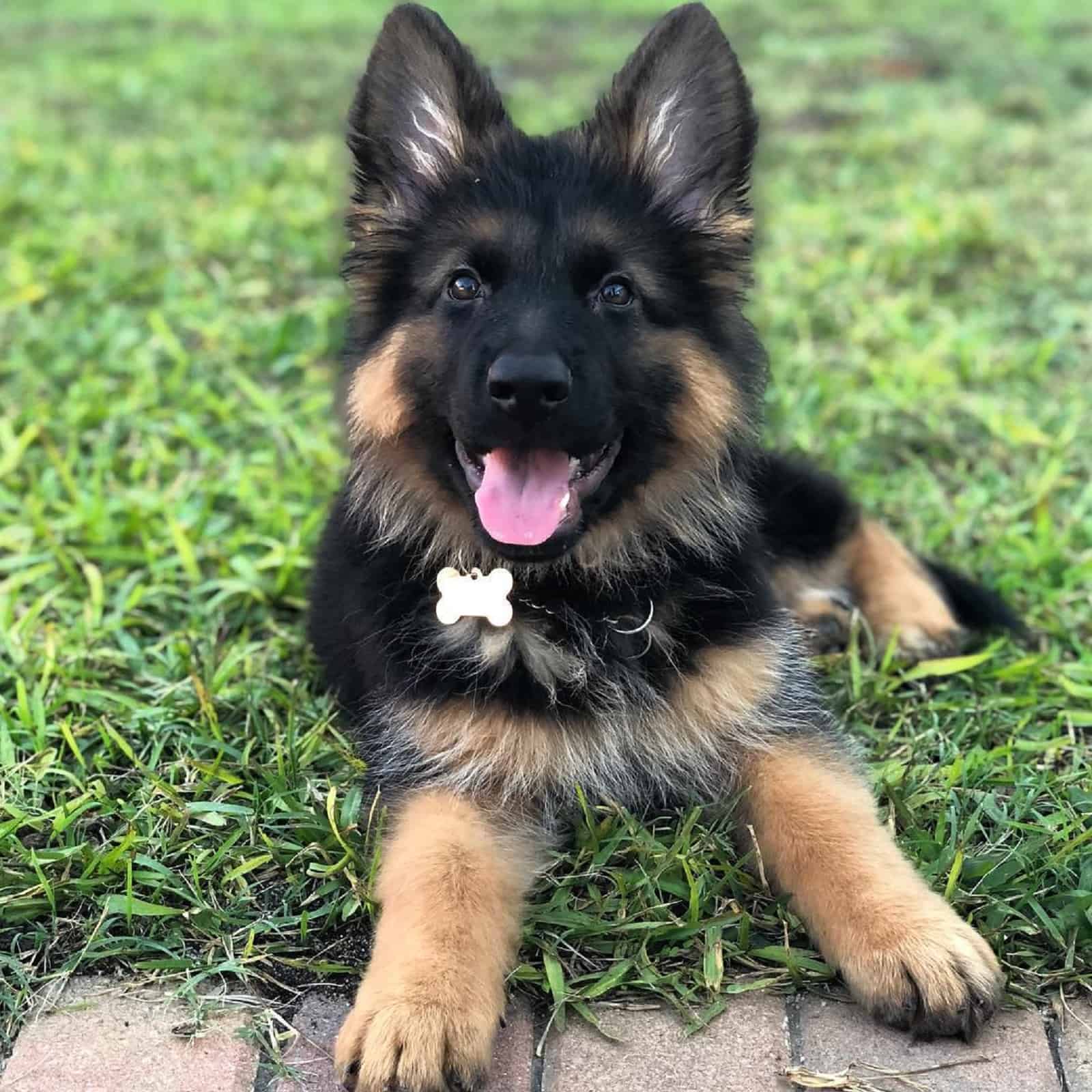 german shepherd puppy sitting on the lawn