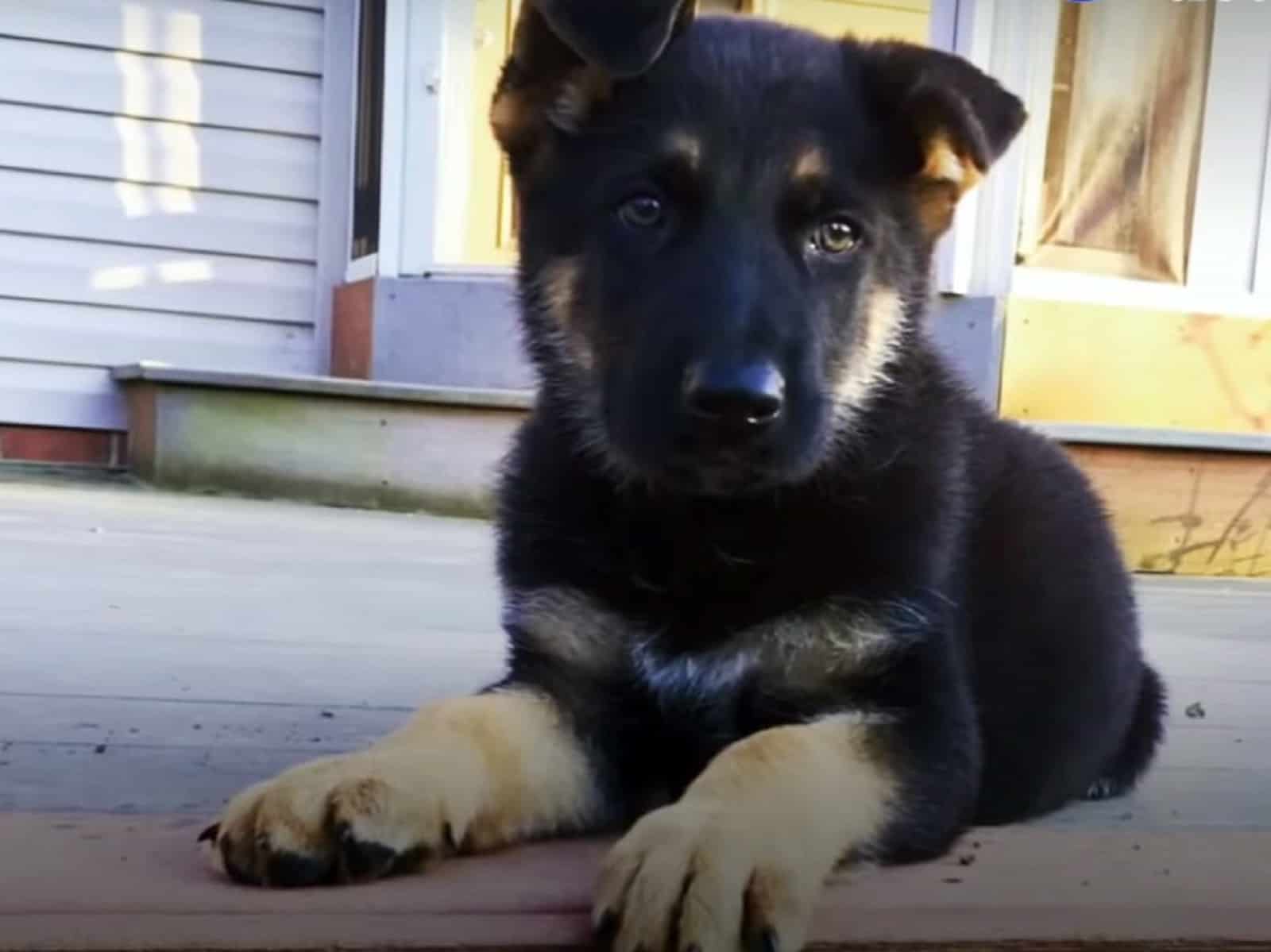 german shepherd puppy lying in front of the house