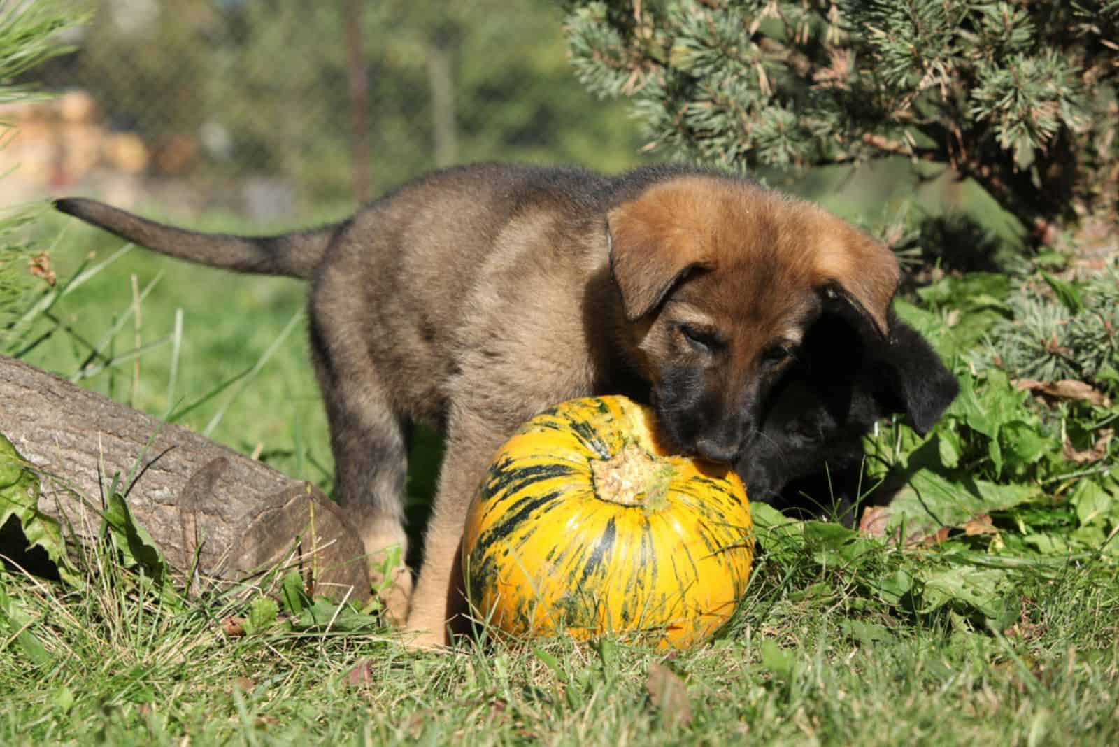 german shepherd puppy playing with pumpkin