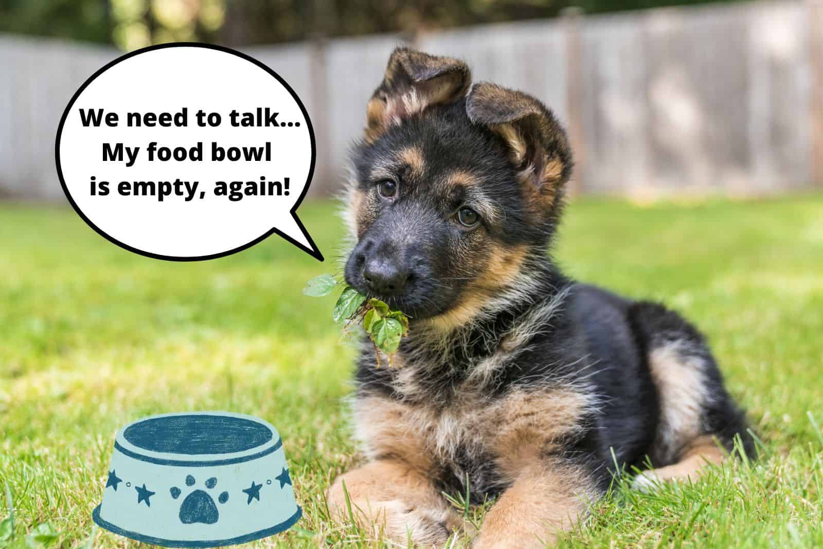 german shepherd puppy lying beside empty bowl