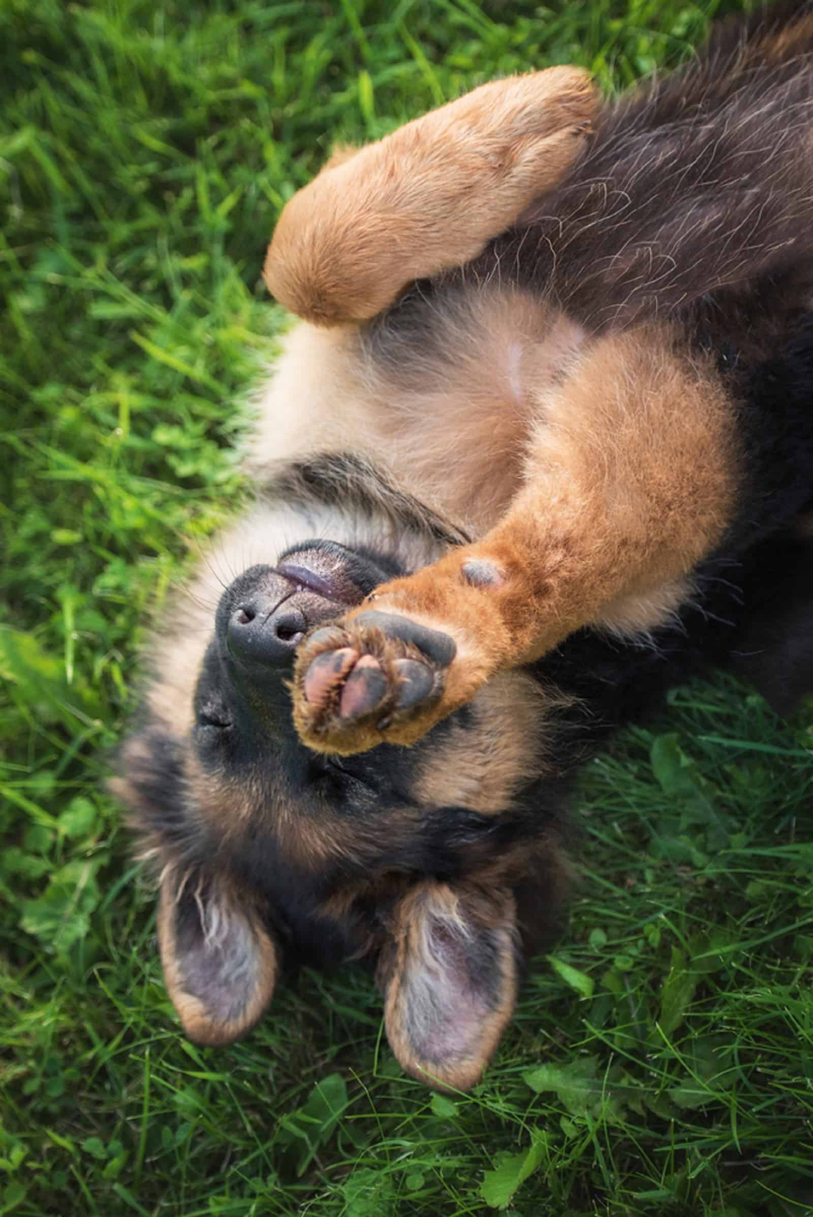 german shepherd puppy lying on the grass