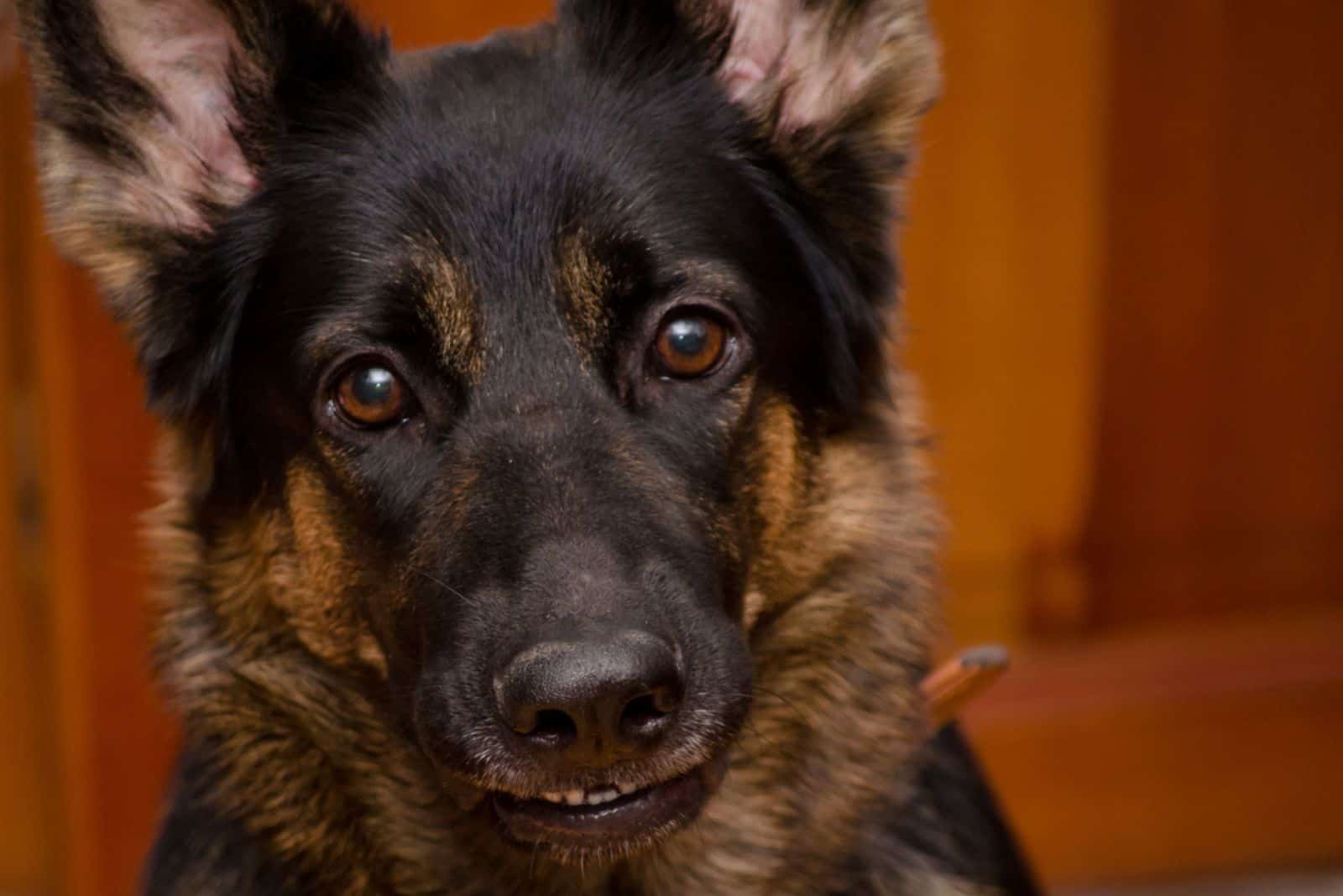 german shepherd puppy growling