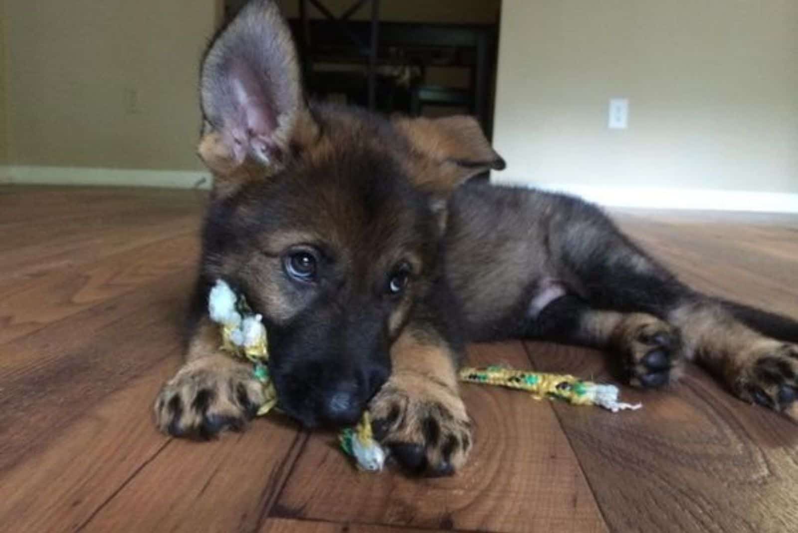 german shepherd puppy looking aside