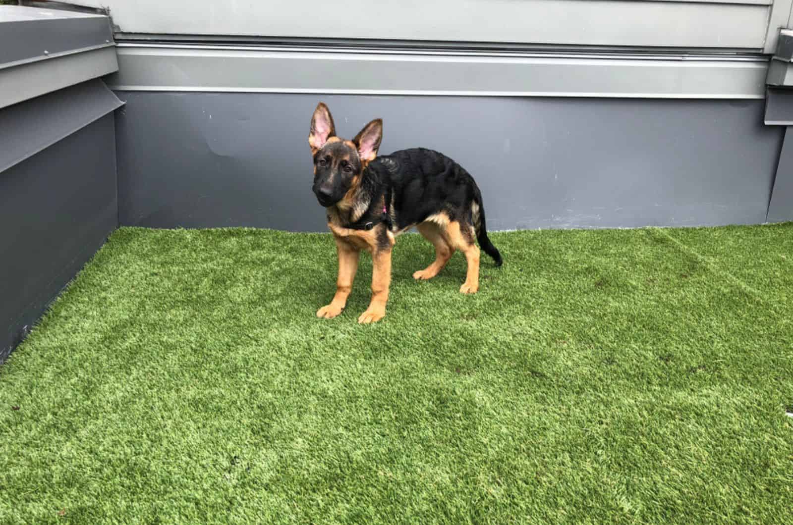 german shepherd puppy  learning to pee outside