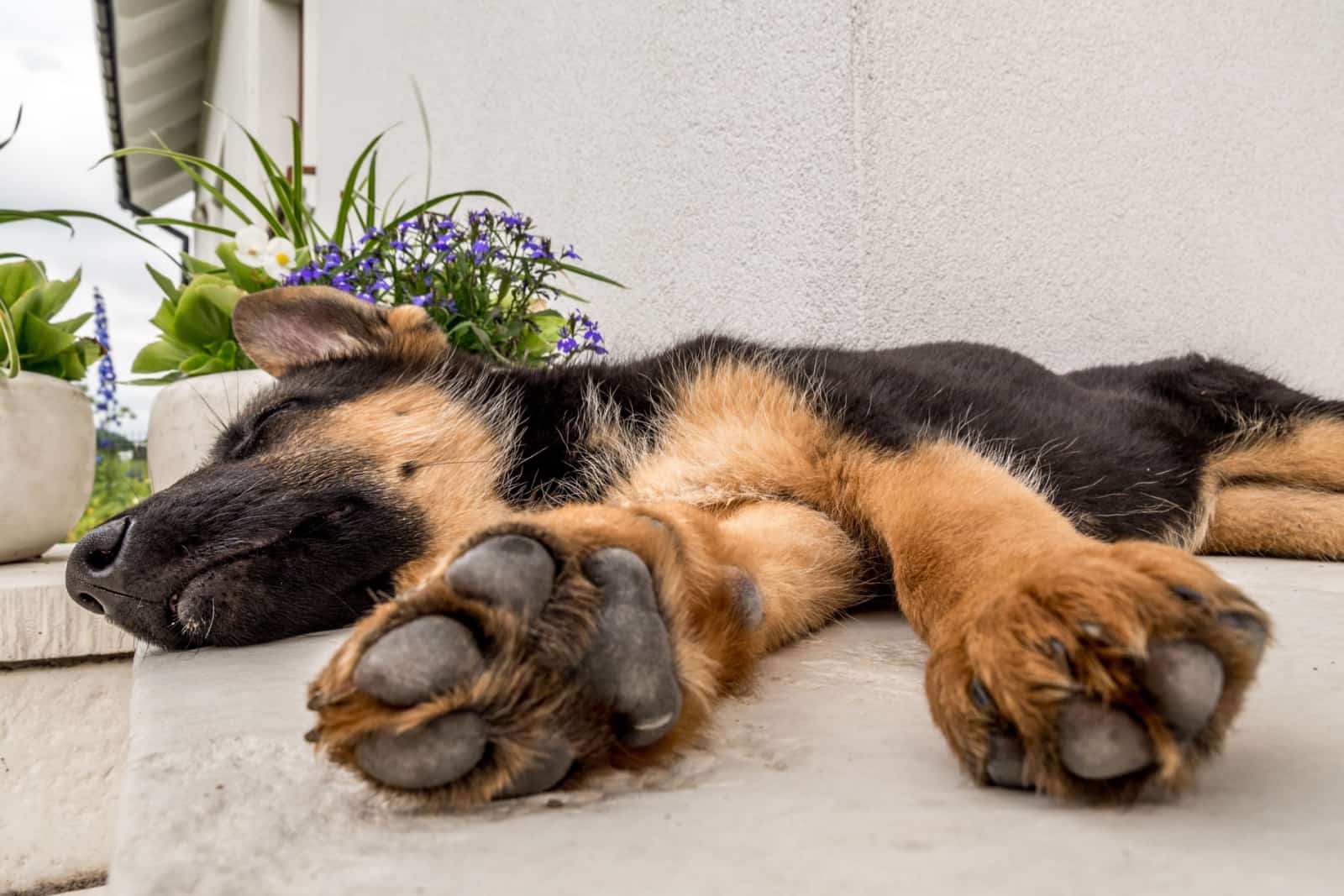 German shepherd puppy blithely sleeping outside on the house porch