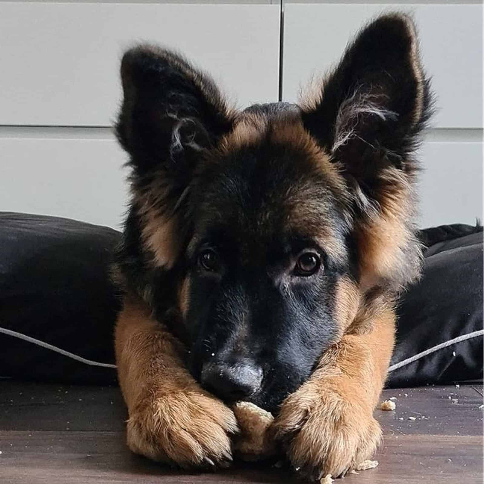 german shepherd puppy eating bread in his bed