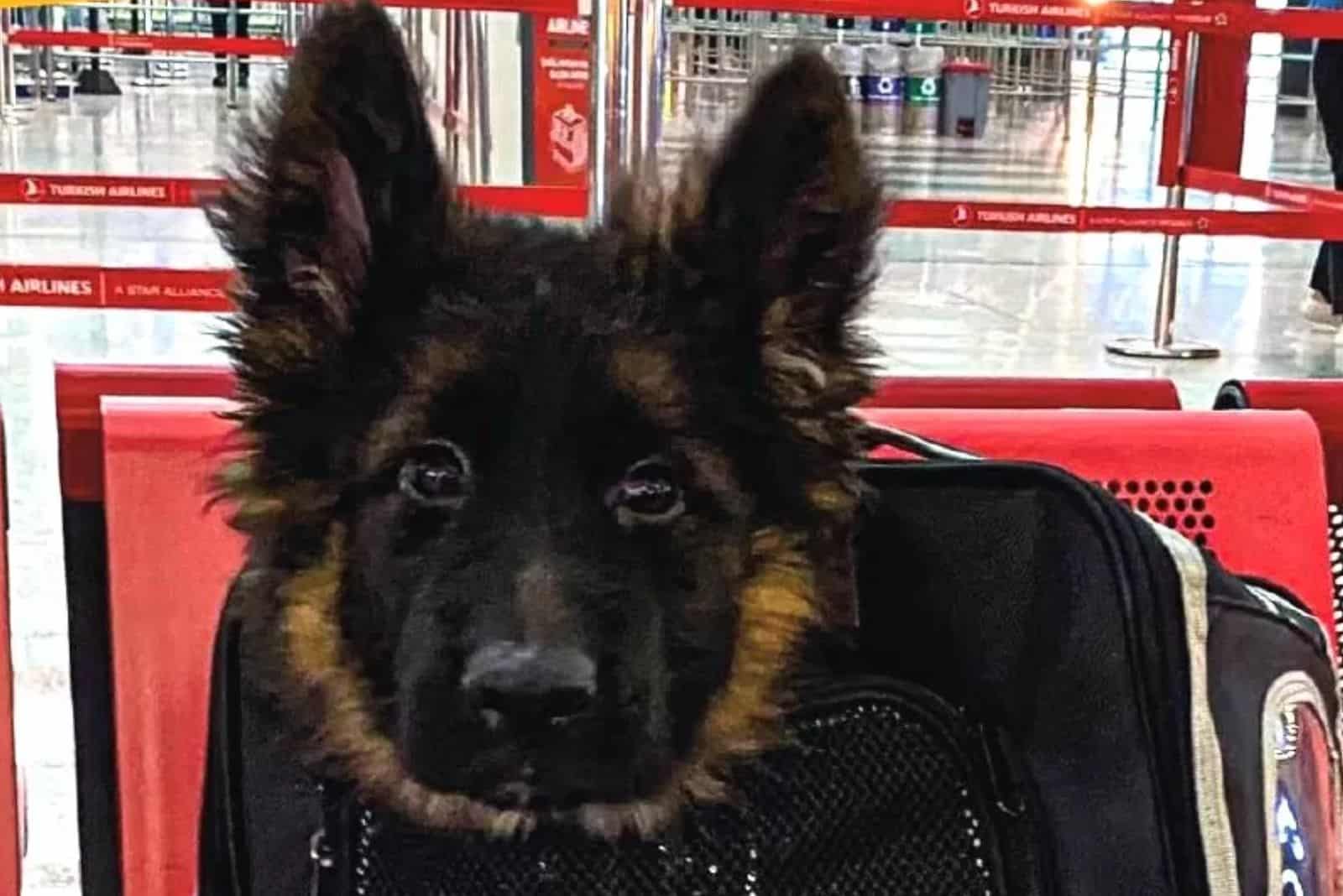 german shepherd puppy in a bag