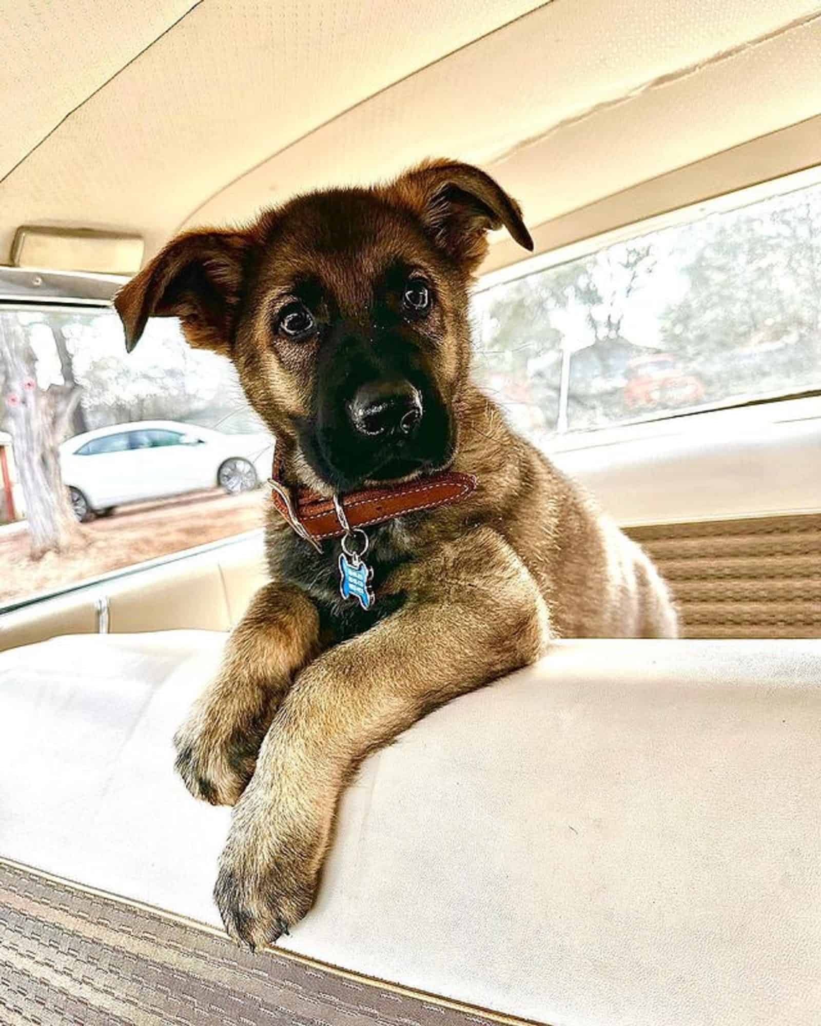 german shepherd puppy in the car on the back seat