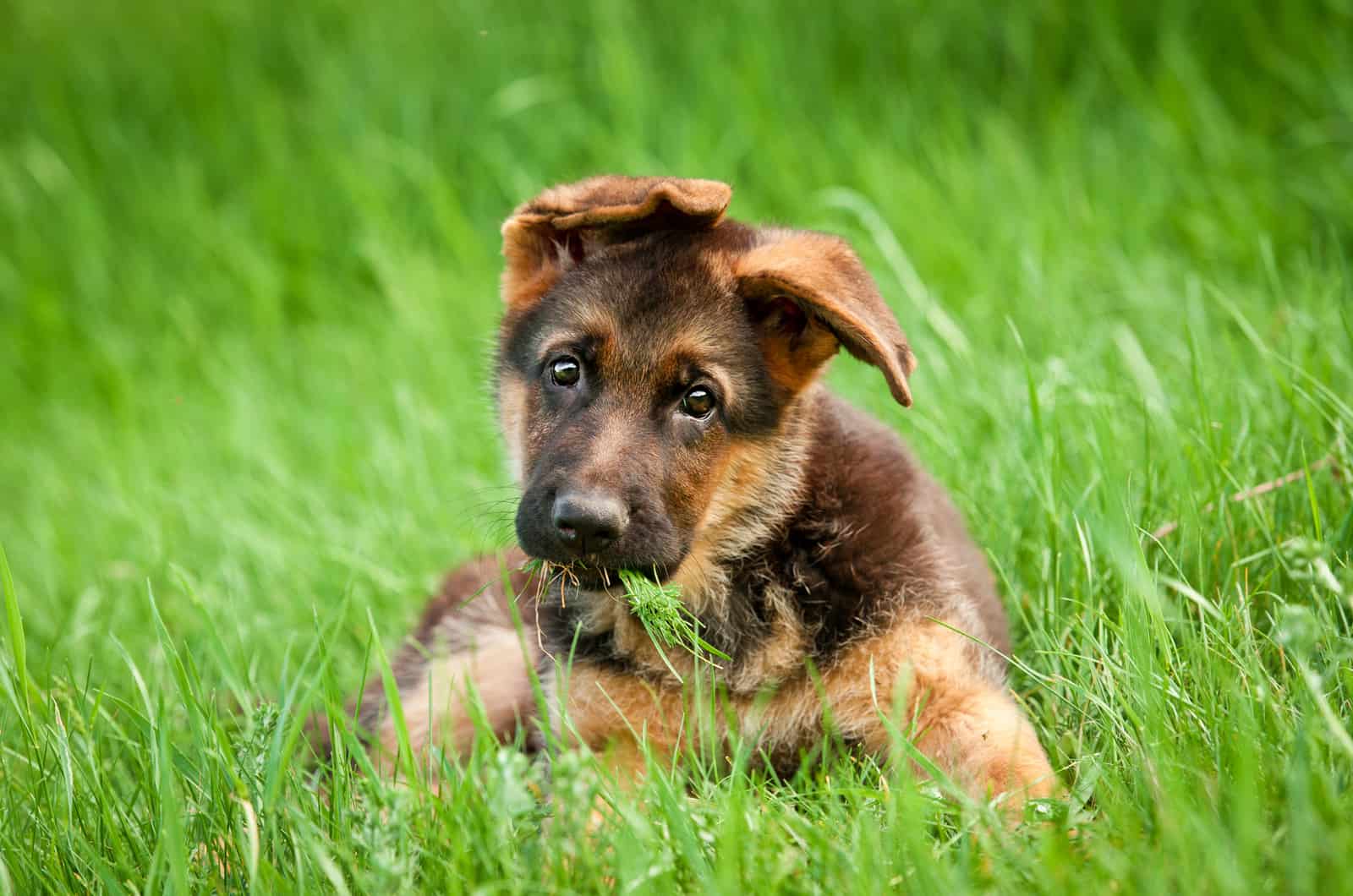 German shepherd puppy in the grass