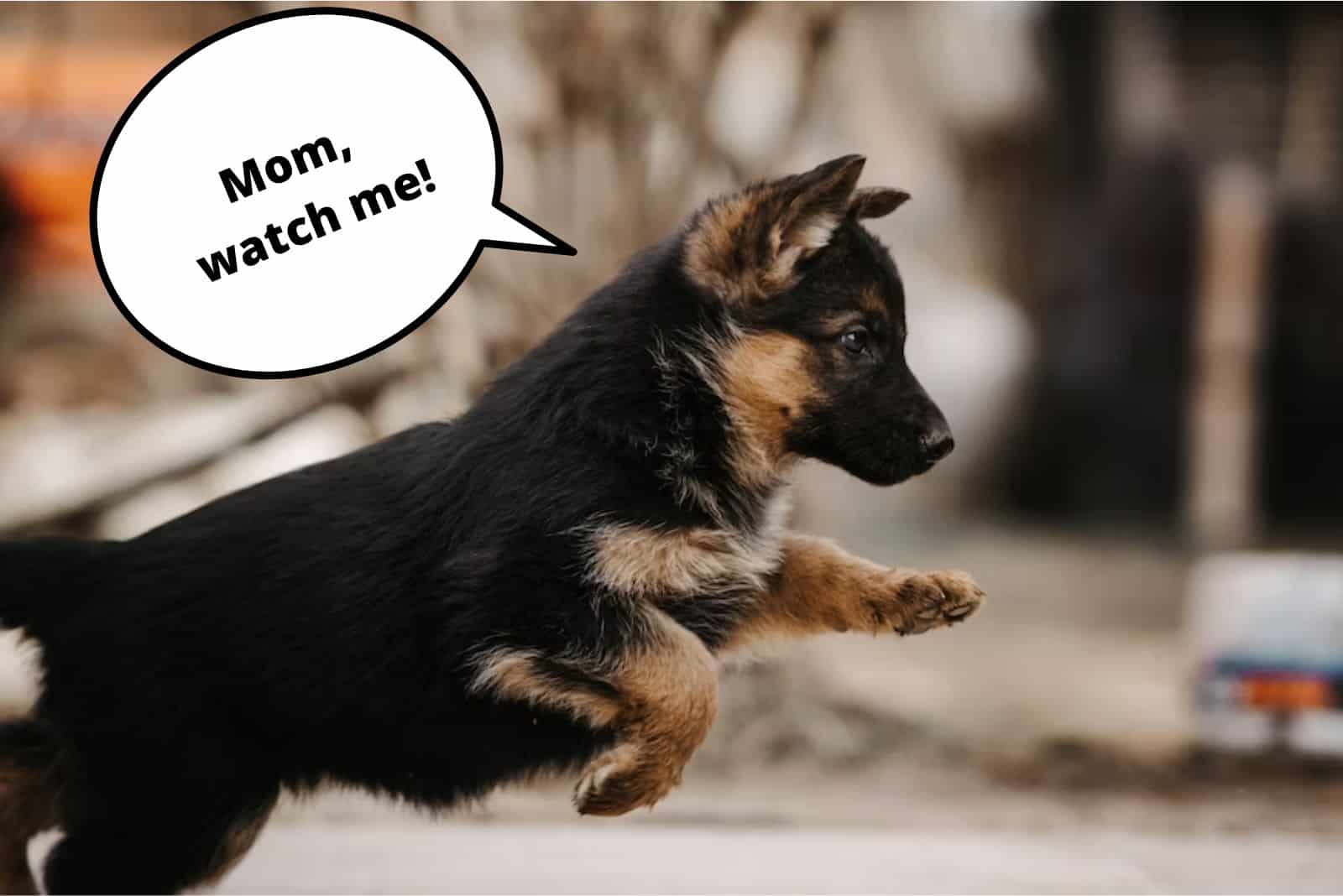 german shepherd puppy jumping outdoors