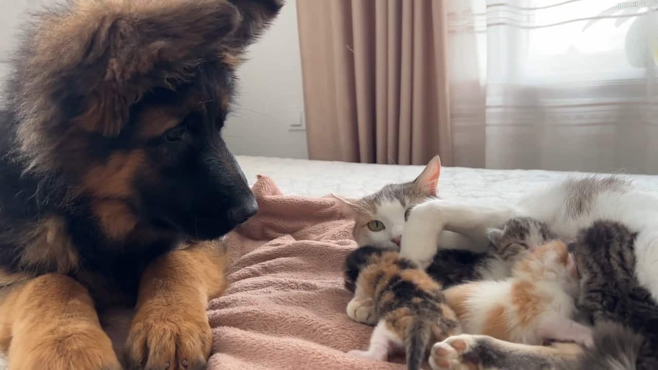 german shepherd puppy laying on bed with kittens